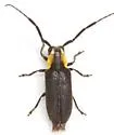 Hemierana marginata - photo 4