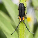 Hemierana marginata - photo 5
