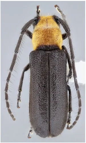 Hemierana rileyi