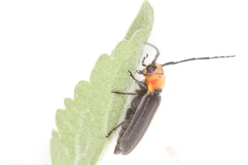Hemierana rileyi - photo 2