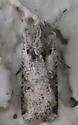 Hemieuxoa Moth - Hodges#10914 - photo 2