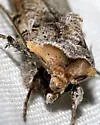 Hemieuxoa Moth - Hodges#10914 - photo 3