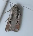 Hemieuxoa Moth - Hodges#10914 - photo 5