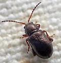 Hemiglyptus basalis - photo 2