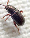 Hemiglyptus basalis - photo 3