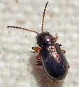Hemiglyptus basalis - photo 4