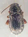 Hemiglyptus basalis - photo 5