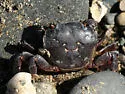Purple Shore Crab