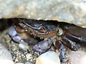 Purple Shore Crab - photo 2