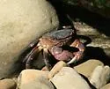 Purple Shore Crab - photo 3