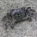 Purple Shore Crab - photo 4
