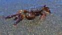 Purple Shore Crab - photo 5