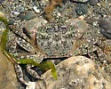 Green Shore Crab