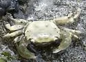 Green Shore Crab - photo 2
