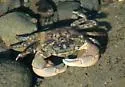 Green Shore Crab - photo 3