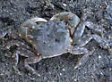 Green Shore Crab - photo 4