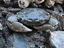 Green Shore Crab - photo 5