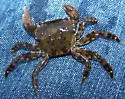 Japanese Shore Crab