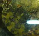 Japanese Shore Crab - photo 2