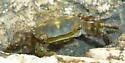 Japanese Shore Crab - photo 3