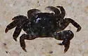 Japanese Shore Crab - photo 4