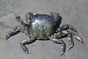 Japanese Shore Crab - photo 5