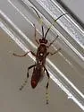 Hemihoplis propitius - photo 2