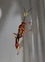 Hemihoplis propitius - photo 4