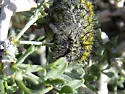 Hemileuca burnsi - Hodges#7737 - photo 2