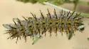 Hemileuca burnsi - Hodges#7737 - photo 3