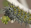 Hemileuca burnsi - Hodges#7737 - photo 4