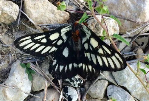 Chinati Sheepmoth - Hodges#7739