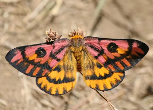 Western Sheep Moth - photo 2