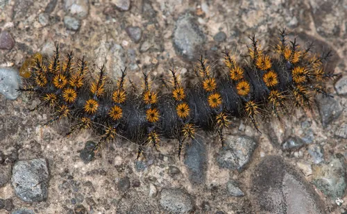 Western Sheep Moth - photo 3