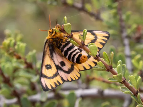 Western Sheep Moth - photo 4