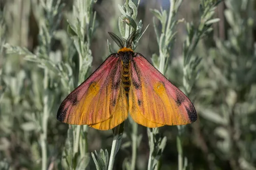 Western Sheep Moth - photo 5