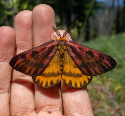 Western Sheep Moth - photo 6