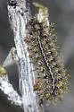 Hemileuca electra - Hodges#7736 - Hemileuca electra