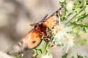 Hemileuca electra - Hodges#7736 - photo 4