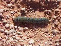 Griffin's Sheepmoth - Hodges#7740