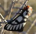 Griffin's Sheepmoth - Hodges#7740 - photo 2