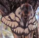 Griffin's Sheepmoth - Hodges#7740 - photo 3