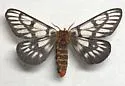 Griffin's Sheepmoth - Hodges#7740 - photo 4