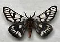 Griffin's Sheepmoth - Hodges#7740 - photo 5