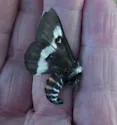 Grote's Buck Moth - Hodges#7733