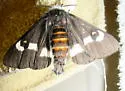 Grote's Buck Moth - Hodges#7733 - photo 3