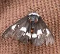 Grote's Buck Moth - Hodges#7733 - photo 4