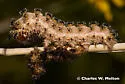 Hualapai Buckmoth - Hodges#7728