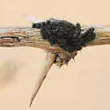 Juno Buck Moth - Hodges#7735 - photo 2
