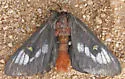 Juno Buck Moth - Hodges#7735 - photo 3